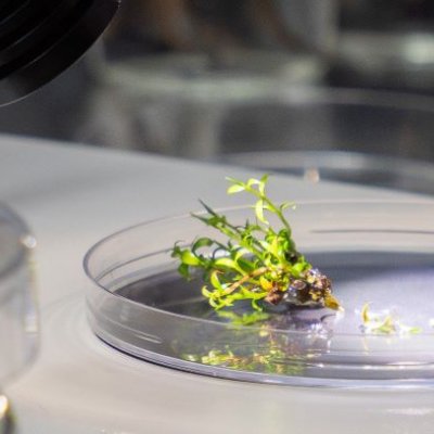 a small tuft of leaves sits in a round glass plate under bright lights